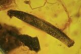 Fossil Fly (Diptera) And Gymnosperm Needle In Baltic Amber #109391-1